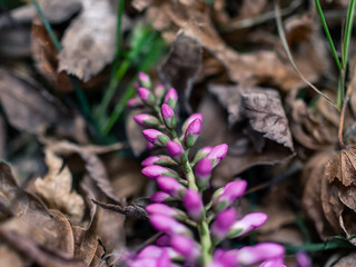 Close up of a flower