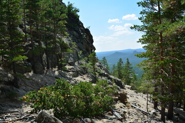 mountain pine forest landscape
