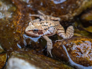 grenouille 2