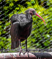Waldrapp ibis also known as northern bald ibis or hermit ibis. Latin name - Geronticus eremita