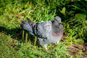 Grey lonely pigeon. View from the side and from above. Against the background of green grass.