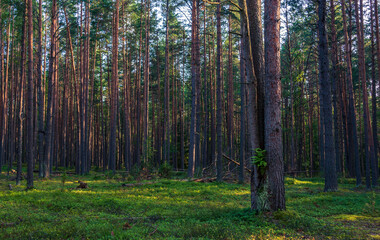 Trunks of pine trees in the forest lit by the sun. Natural background.
