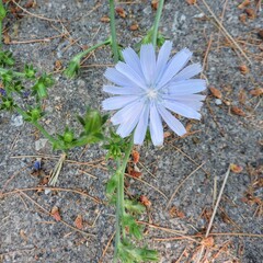 Chicory Flower in bloom