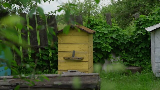 traditional yellow beehive stands by old broken wooden fence in green village garden on nasty summer day slow motion