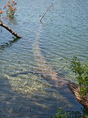 Fallen tree in pond