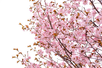 花、植物、さくら、桜、自然、日本、満開、春、咲く、ピンク、樹木	