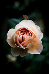 single pink rose in the garden