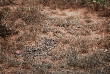 Lime Green Migratory Locust in Spain