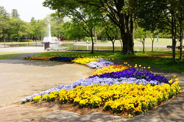 Obraz premium 公園に咲く花々 
