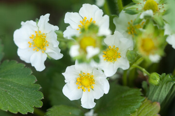 A bunch of strawberry blossoms close-up