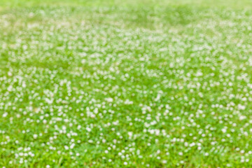 Bright green field with white clover flowers in defocus, background pattern. Summer concept. Concept of park, garden and forest. Nature concept. Beautiful background for the designer. Blur effect.