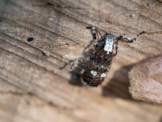 Platystomos albinus beetle on wooden background