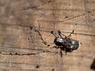 Platystomos albinus beetle on wooden background