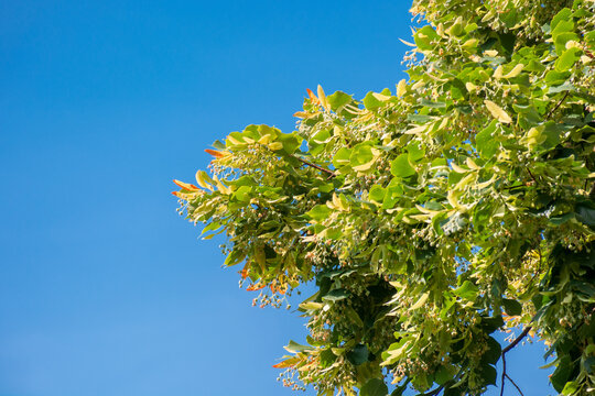 lush linden branch in green foliage. summer nature background. sunny weather with blue sky