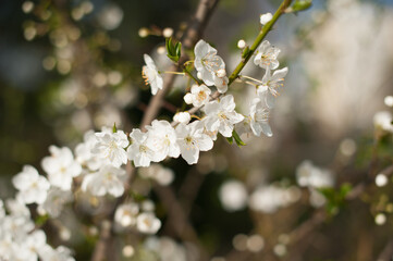 Cherry blossoms in spring