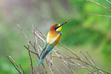 European bee-eater sitting on a tree with bee in it's beak