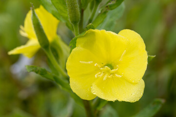 Naklejka premium Oenothera biennis common evening primrose yellow flowers macro selective focus