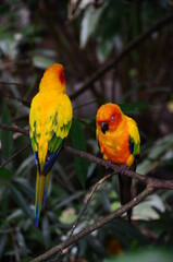 Parrot