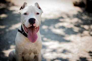 Obraz premium dogo argentino portrait in the forest