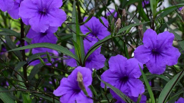 Purple ruellia flower in garden
