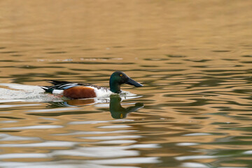 northern shoveler drake