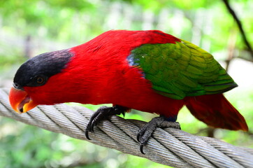 Parrot
