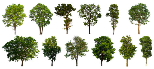 isolated tree green set is located on a white background.Collection of isolated tree green on white...