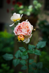 yellow and pink rose in garden