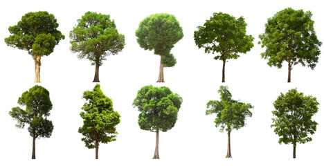 isolated tree green set is located on a white background.Collection of isolated tree green on white background Tropical tree