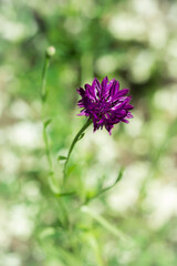 The cornflower (lat. Centaurea cyanus), of the family Asteraceae.