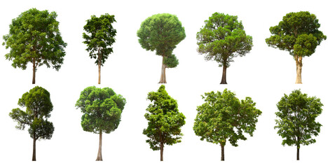 isolated tree green set is located on a white background.Collection of isolated tree green on white background Tropical tree