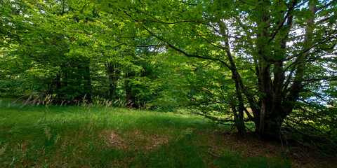 Fototapeta na wymiar green beech forest in summer. wonderful nature background. lush foliage. glade in the shade of trees