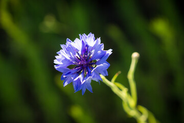 The cornflower (lat. Centaurea cyanus), of the family Asteraceae.