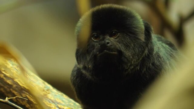  Close up of black marmoset sitting on a branch and looking around.