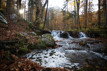 mountain river in the autumn forest