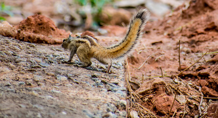 Fototapeta premium Awesome close view of back side of squirrel seating on a wood in a indian zoo 