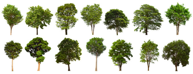 isolated tree green set is located on a white background.Collection of isolated tree green on white background Tropical tree