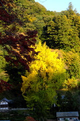 総本山 奈良 長谷寺 NARA Hasedera Temple