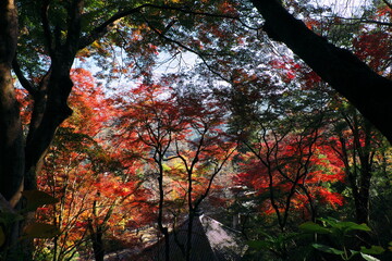 Fototapeta premium 総本山 奈良 長谷寺 NARA Hasedera Temple