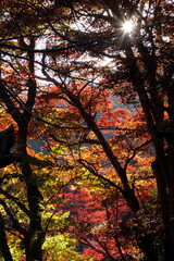 総本山 奈良 長谷寺 NARA Hasedera Temple