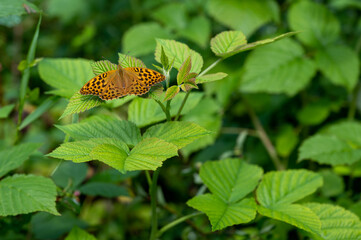 butterfly on leaf