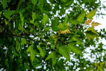 Fototapeta na wymiar A maple branch with small green leaves that shine through in the sun against the sky.