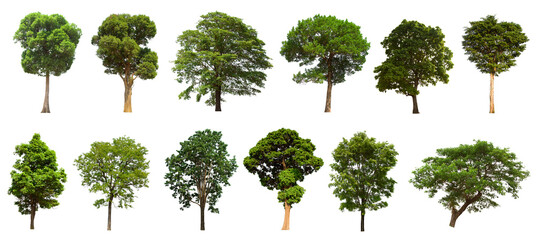 isolated tree green set is located on a white background.Collection of isolated tree green on white background Tropical tree