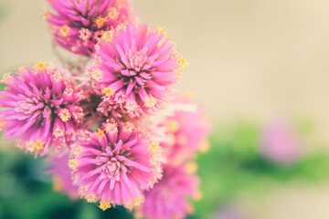 Obraz premium Close Up of Round Pink Flowers Against a Tan and Green Background