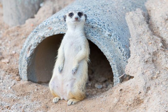 Single meerkat watching as a guard