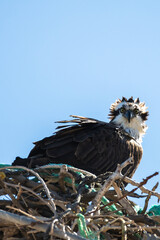 An alert female Pandion haliaetus a bird of prey known as Western Osprey guarding its nest while gazing at the lens. Wildlife photography of birds.