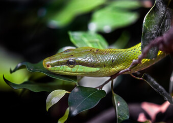 Red-tailed green ratsnake also known as arboreal ratsnake. Latin name - Gonyosoma oxycephalum