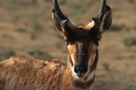 Pronghorn antelope close-up portrait in an animal sanctuary in Guerrero Negro, Mexico. Wildlife photography