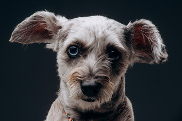 portrait of a funny gray dog with multi-colored eyes, on a black background