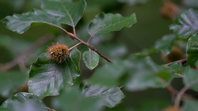 Beechnuts fruits on beech branches (Fagus sylvatica) - (4K)